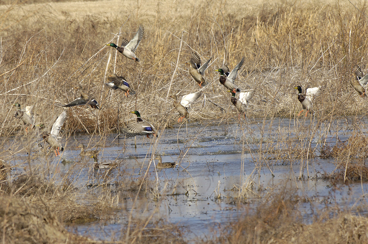 Water Fowl Blend Spices - Harvesting Nature