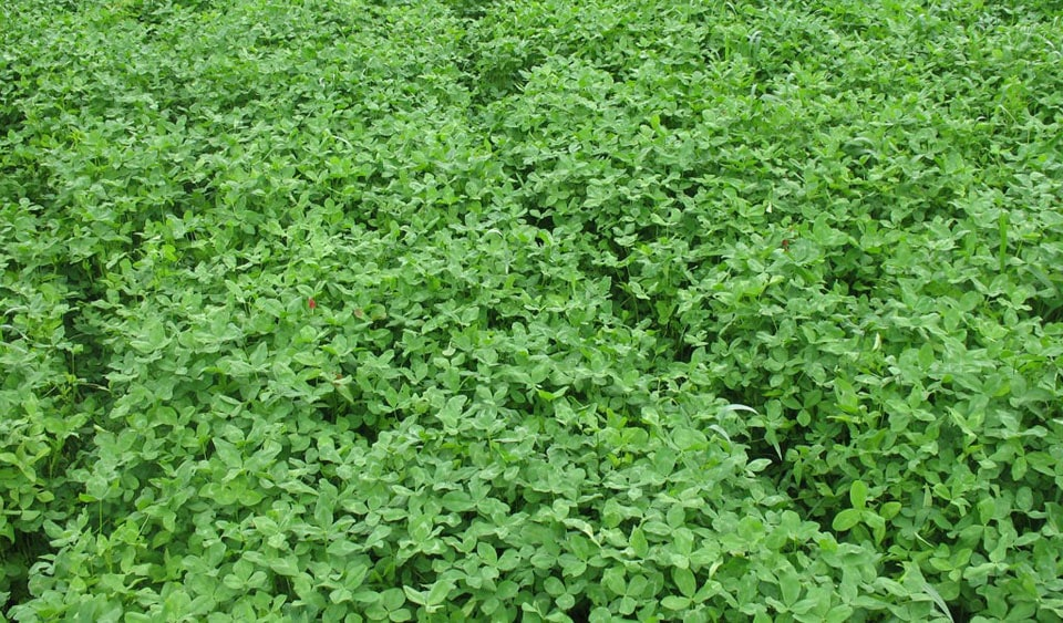 Clover Food Plot Seed For Sale Clover Seed For Deer